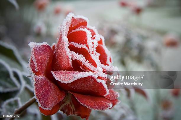 frosted red rose - winter flower stock pictures, royalty-free photos & images