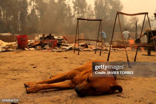 Dog sleeps while people clean during a fire in Santa Juana, Concepcion province, Chile on February 4, 2023 - At least 23 people have died in hundreds...