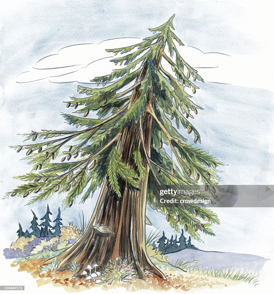 Douglas Fir