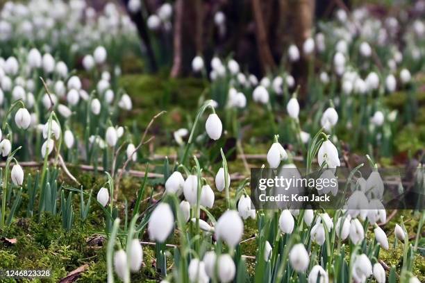 Snowdrops emerge through the leaf litter on the woodland floor at RSPB Loch Leven in the Loch Leven National Nature Reserve, on February 5, 2023 in...