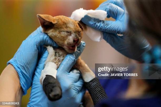 Veterinary staff treat a cat that suffered burns during the forest fire, at an improvised medical care center for animals in Santa Juana, Concepcion...