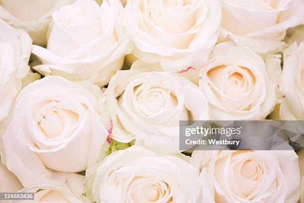 White Roses Back White Roses Background Photos and Premium High Res Pictures - Getty Images