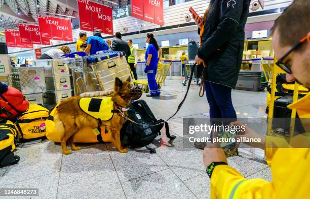 February 2023, Hesse, Frankfurt/Main: Rescue dog "Ellis", aid organization "@fire", is photographed in the departure hall of Frankfurt Airport. After...
