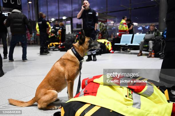 February 2023, North Rhine-Westphalia, Cologne: Rescue dog Hope waits for departure at Cologne/Bonn Airport. To help the victims of the severe...