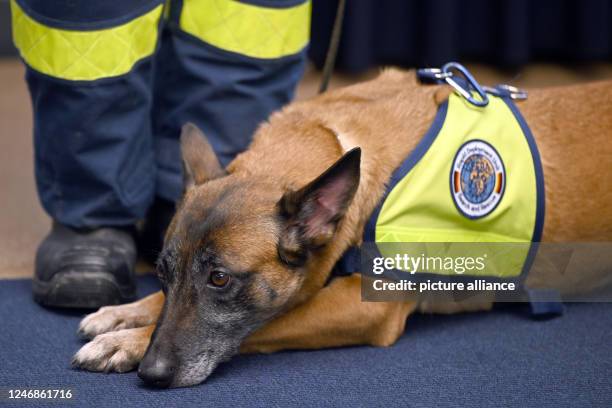 February 2023, North Rhine-Westphalia, Köln-Bonn Airport: Rescue dog Kaskia lies on the ground on the sidelines of a press conference. To help the...