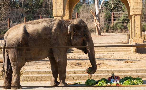 DEU: Elephant Cow Indra Gets A Rice Cake For Her 50th Birthday