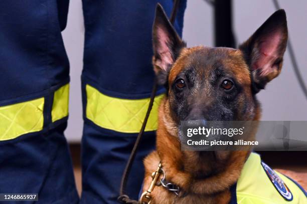 February 2023, Colonia-Bonn: The rescue dog Kaskia during the press conference of the German civil protection service team THW at the airport before...