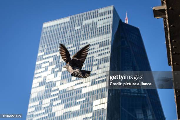 February 2023, Hesse, Frankfurt/Main: A pigeon takes off in bright sunshine in front of the European Central Bank headquarters. Photo: Frank...