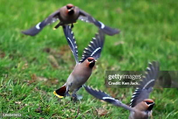 Waxwings, winter migrants to the UK from Scandinavia and Russia, fly down to take food from the ground, on February 7, 2023 in Edinburgh, Scotland.