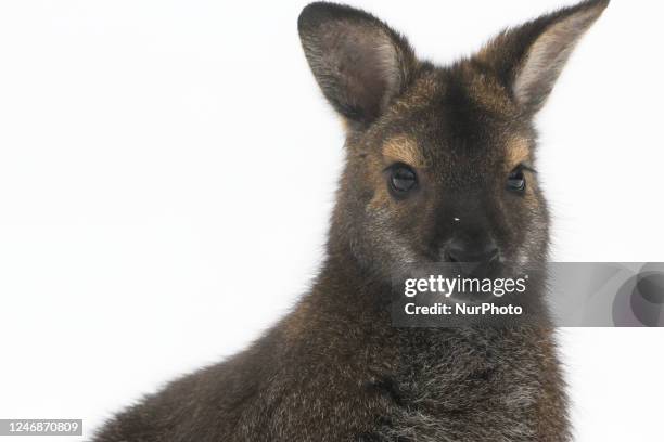 Rednecked wallaby is seen in the City Zoological Garden in Warsaw, Poland on 07 February, 2023.