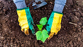 growth, dirt, grow, growing, earth, eco, gloves, environmental, idea, land, working, close up, cheering, conceptual, ecological, enjoyment, excitement, fertility, nursery, produce, rows, small business, success, sustainability, seedling, planting, vegetab