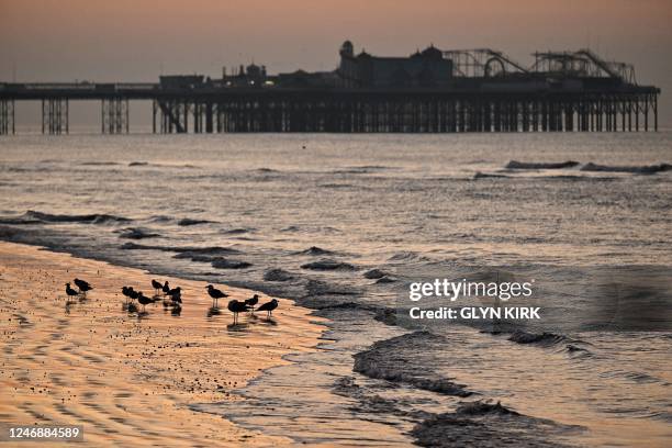 Gulls stand on the beach before the sun rise above the Palace Pier in Brighton, southern England, on February 8, 2023.