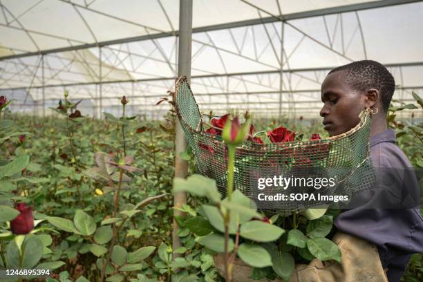Worker cuts roses at a greenhouse in Njoro. Kenya is among the top producers of cut flowers in the world, exporting 70 percent of its harvest to...