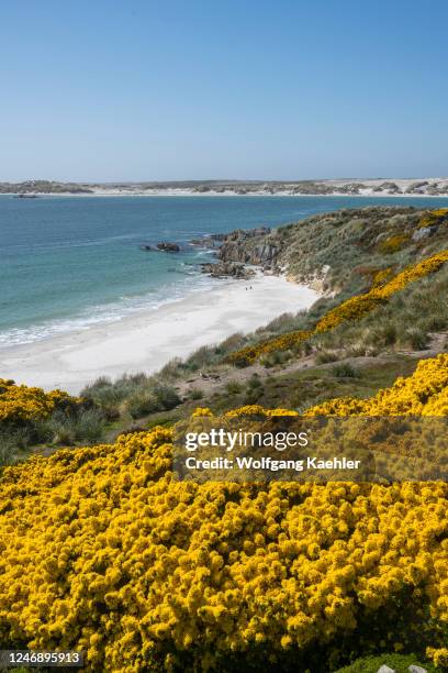 View of Gypsy Cove near Port Stanley, Falkland Islands with flowering gorse in the foreground.