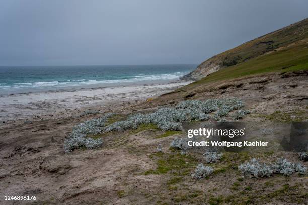 Yellow sea cabbage plants growing near the beach on Sounders Island, an island on the west coast of the Falkland Islands.