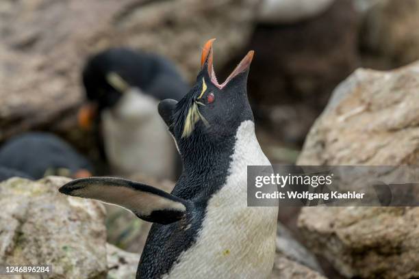 Rockhopper penguin is calling in the Rockhopper penguin and Black-browed albatross colony on West Point Island, an island in the Western Falkland...