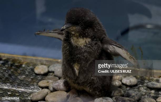 Baby Adelie penguin is seen in a penguin nursery area of the Guadalajara Zoo as part of the species' conservation program in Guadalajara, Mexico on...