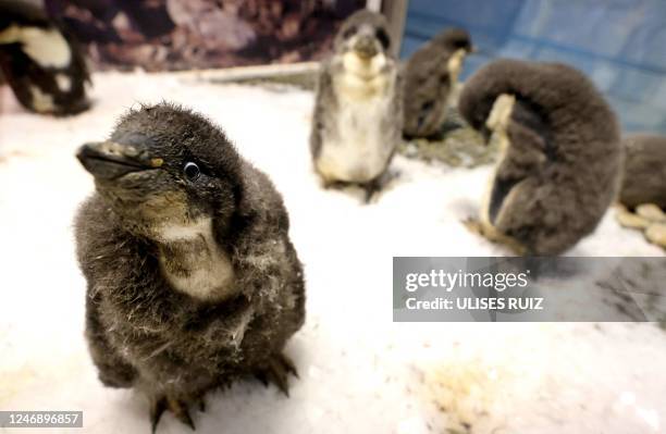 Group of baby Adelie penguins are seen in a penguin nursery area of the Guadalajara Zoo as part of the species' conservation program in Guadalajara,...