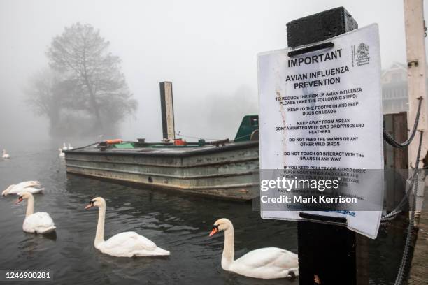 Swans pass behind a Royal Borough of Windsor and Maidenhead avian influenza prevention notice alongside the river Thames on 8 February 2023 in...