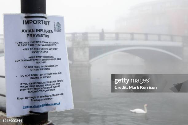 Royal Borough of Windsor and Maidenhead avian influenza prevention notice is pictured on 8 February 2023 in Windsor, United Kingdom. Ornithologists...