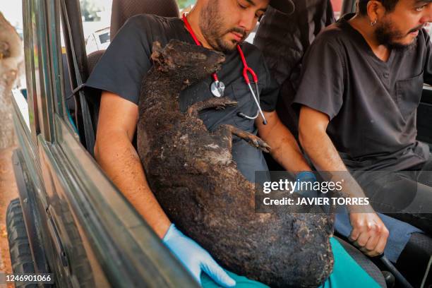 Graphic content / A pudu, a South American deer, is carried by veterinary personnel after being rescued from the forest fires in Santa Juana,...