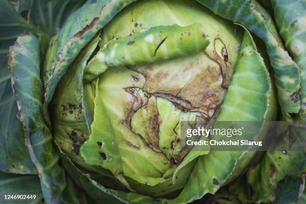 rotten cabbage from plant insects, edible worms, - marcio foto e immagini stock