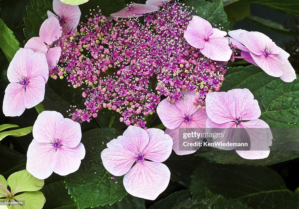 Lacecap Hydrangea