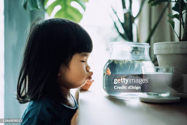 lovely little asian girl looking at fish bowl and blowing a kiss to the fishes while the fishes are kissing - fish love imagens e fotografias de stock