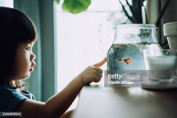 lovely little asian girl looking at fish bowl and pointing to fishes at home - pet goldfish stock pictures, royalty-free photos & images