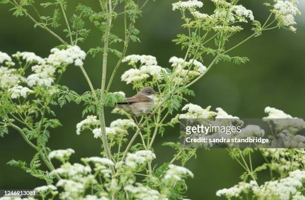 a beautiful whitethroat, sylvia communis, perching on a poisonous hemlock plant, conium maculatum, in springtime in the uk. - poison hemlock stock pictures, royalty-free photos & images