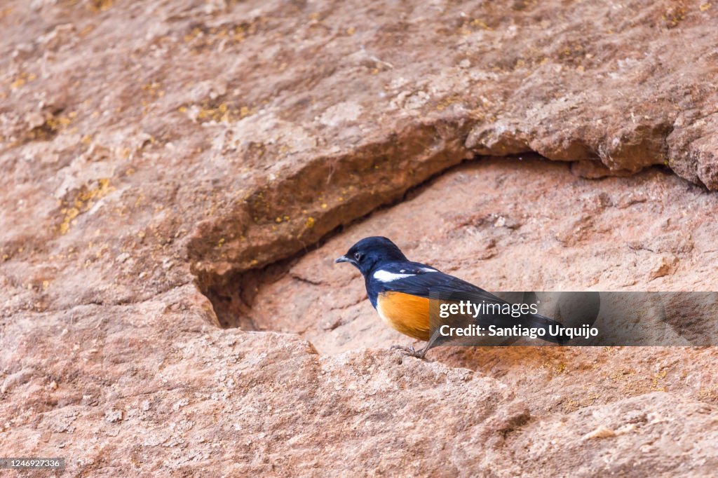 Male mocking cliff chat