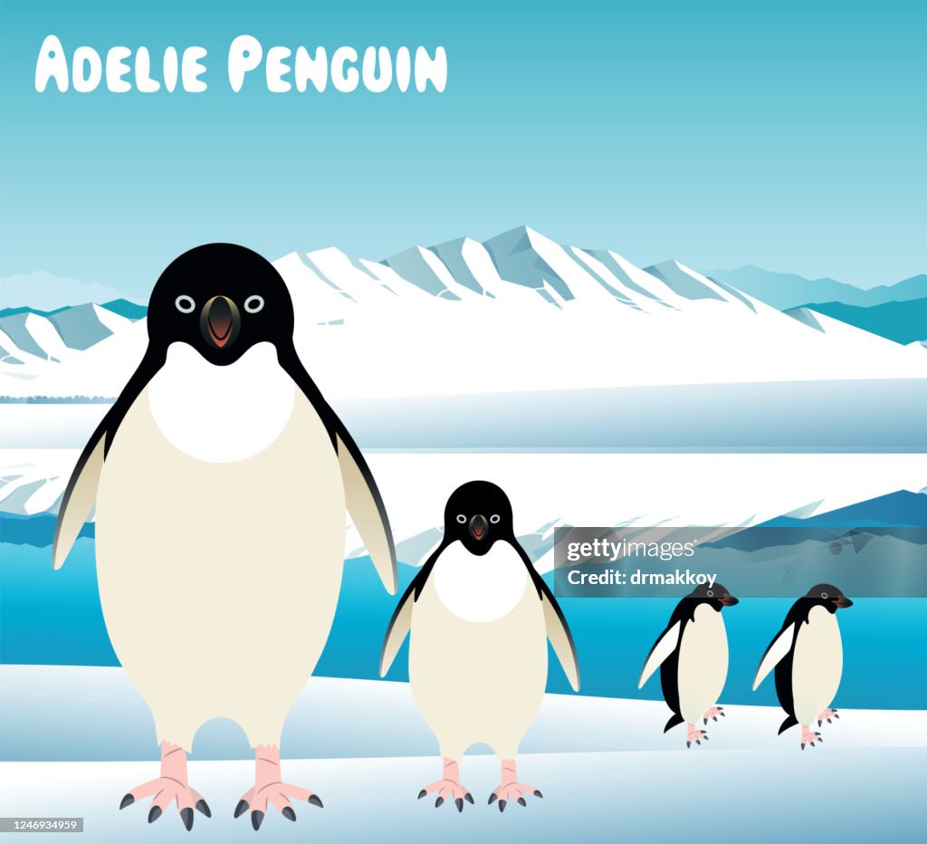 Adelie penguin