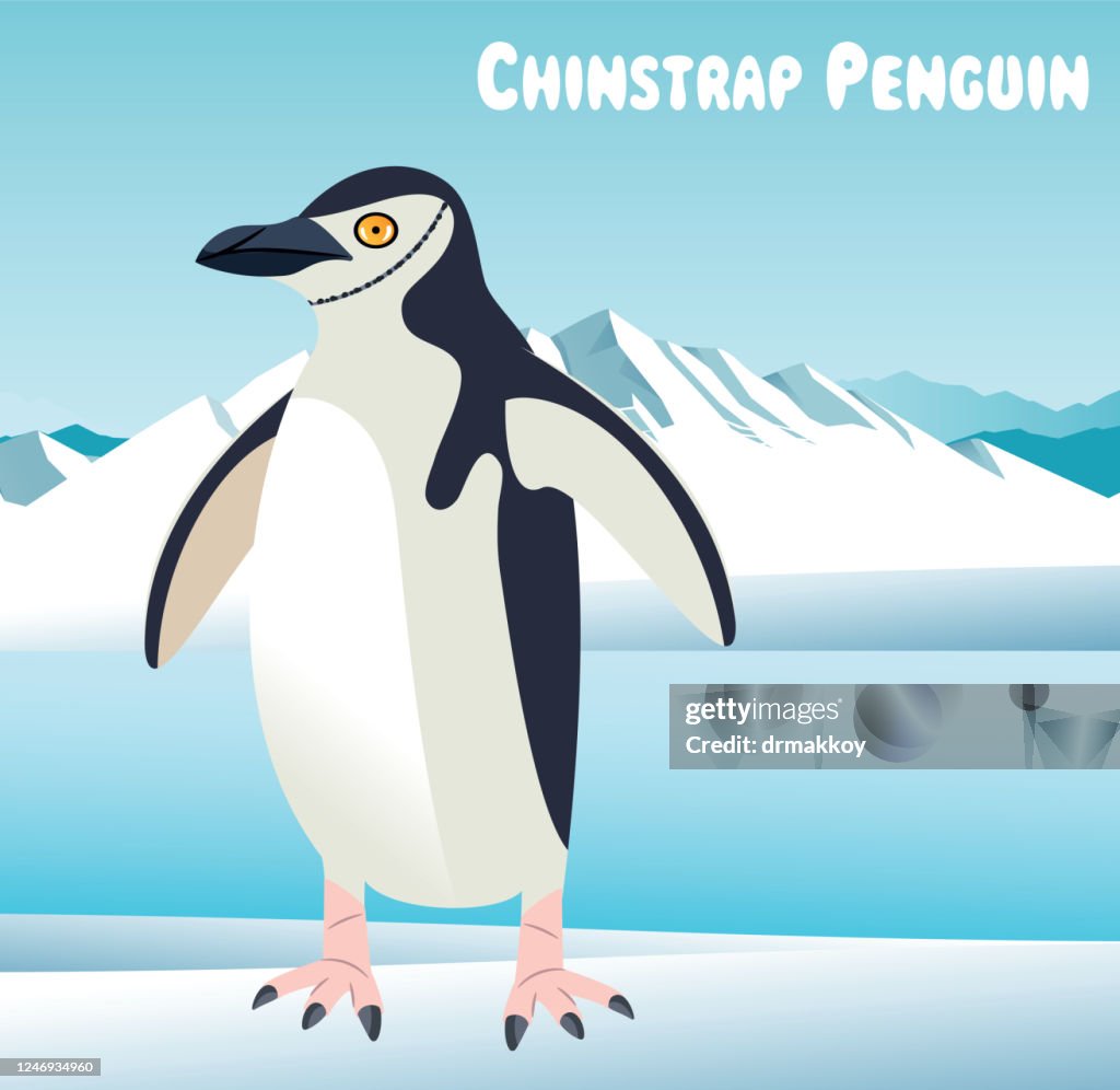 Chinstrap penguin (Pygoscelis antarcticus)