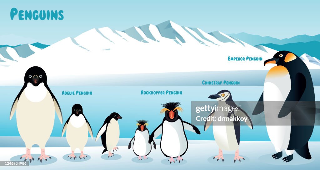 Penguins