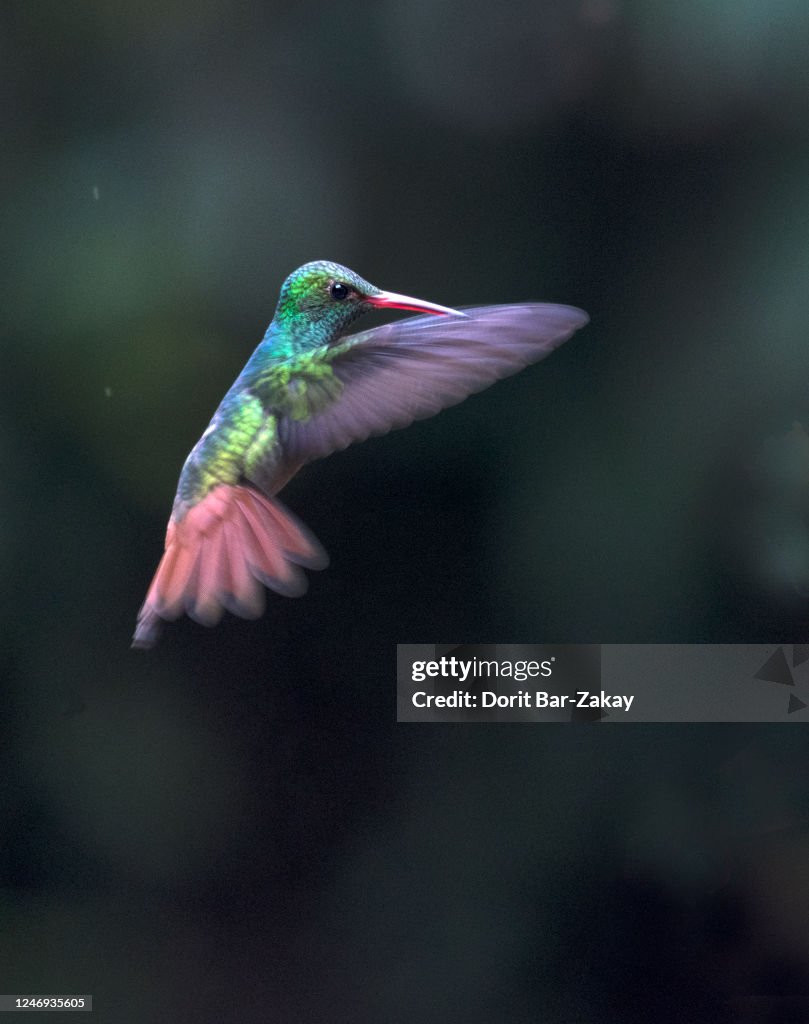 Bronze-tailed Plumeleteer or red-footed plumeleteer (Chalybura urochrysia subspecies C. u. melanorrhoa)