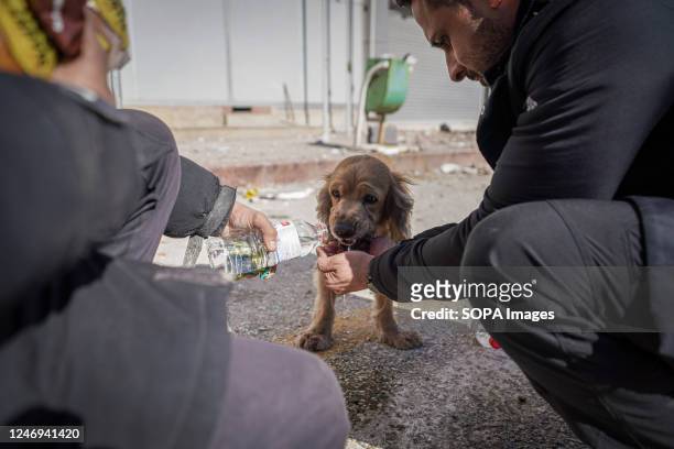 People feed water to a thirsty dog following the earthquake. Turkey experienced the biggest earthquake of this century in the border region with...