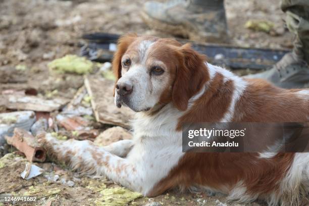 Alex named hunting dog takes part in search and rescue operation on collapsed building after 7.7 and 7.6 magnitude earthquakes hit multiple provinces...