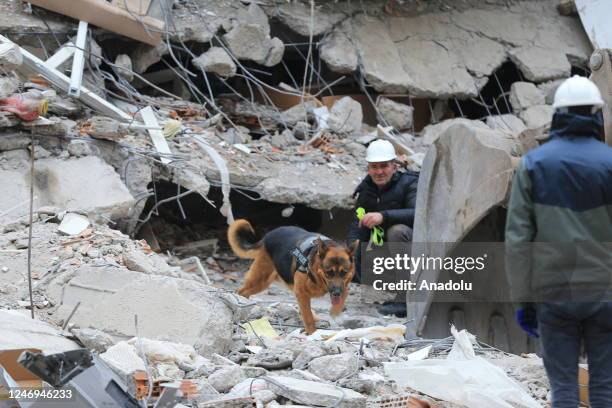 Search and rescue dog takes part in the works that continue on a collapsed building after 7.7 and 7.6 magnitude earthquakes hit multiple provinces of...