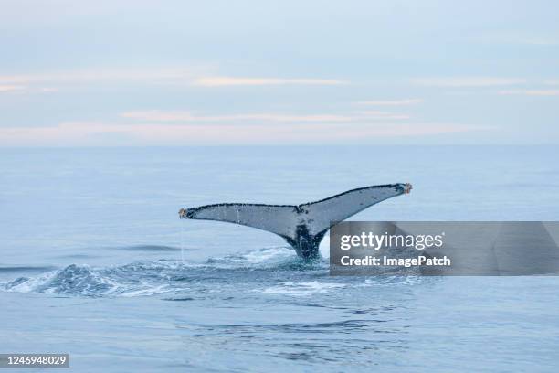 humpback whale diving - humpback whale tail stock pictures, royalty-free photos & images