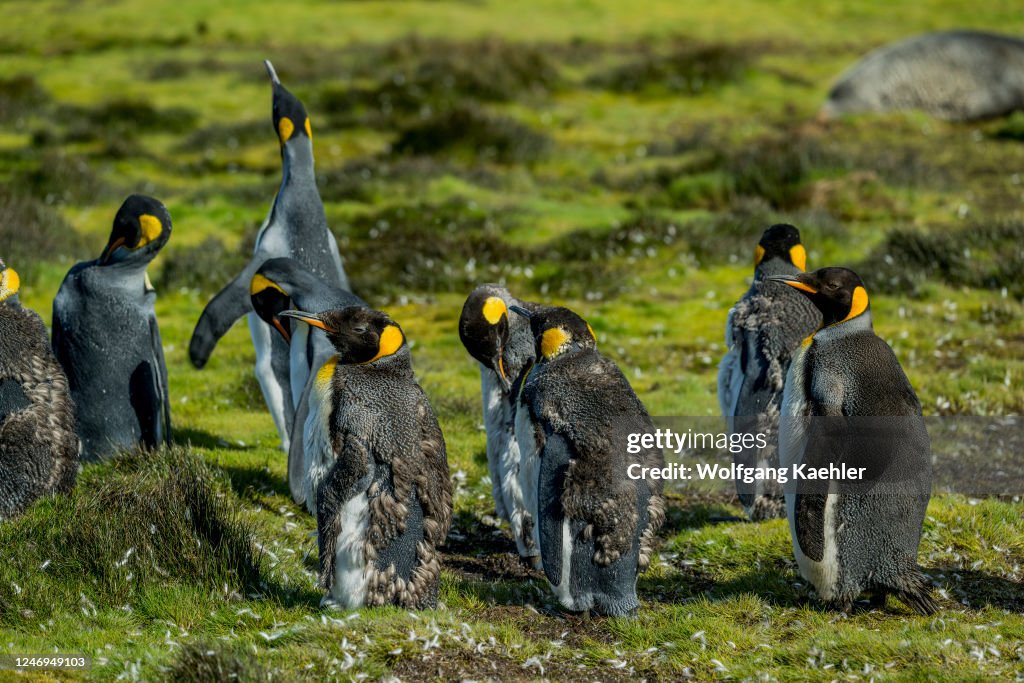 King penguins (Aptenodytes patagonicus) molting their...