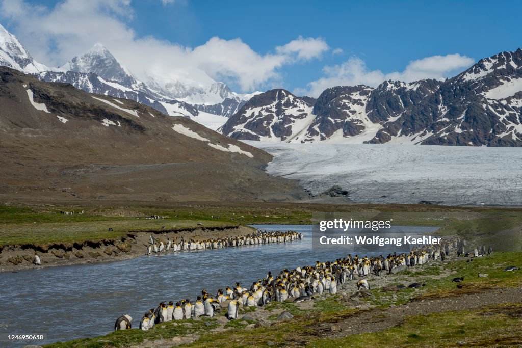 King penguins (Aptenodytes patagonicus) molting their...