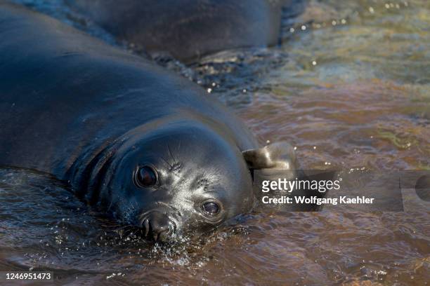 Close-up of a Southern elephant seal weaner pup at Ocean Harbor, South Georgia Island, sub-Antarctica.