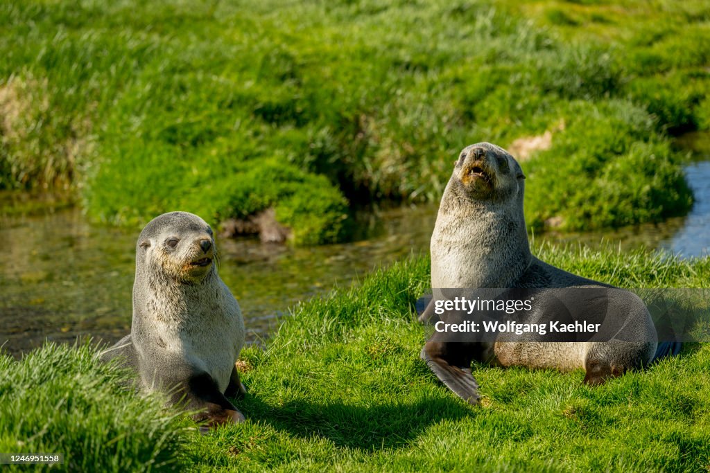 Two young Antarctic fur seal (Arctocephalus gazella) males...
