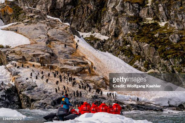 Tourists in a zodiac looking at Gentoo penguins resting on rocks along the shore of Cierva Cove, a cove along the west coast of Graham Land,...