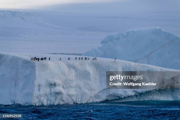 View of a tabular iceberg with Adelie penguins on top near Paulet Island in the Weddell Sea, near the tip of the Antarctic Peninsula, Antarctica.