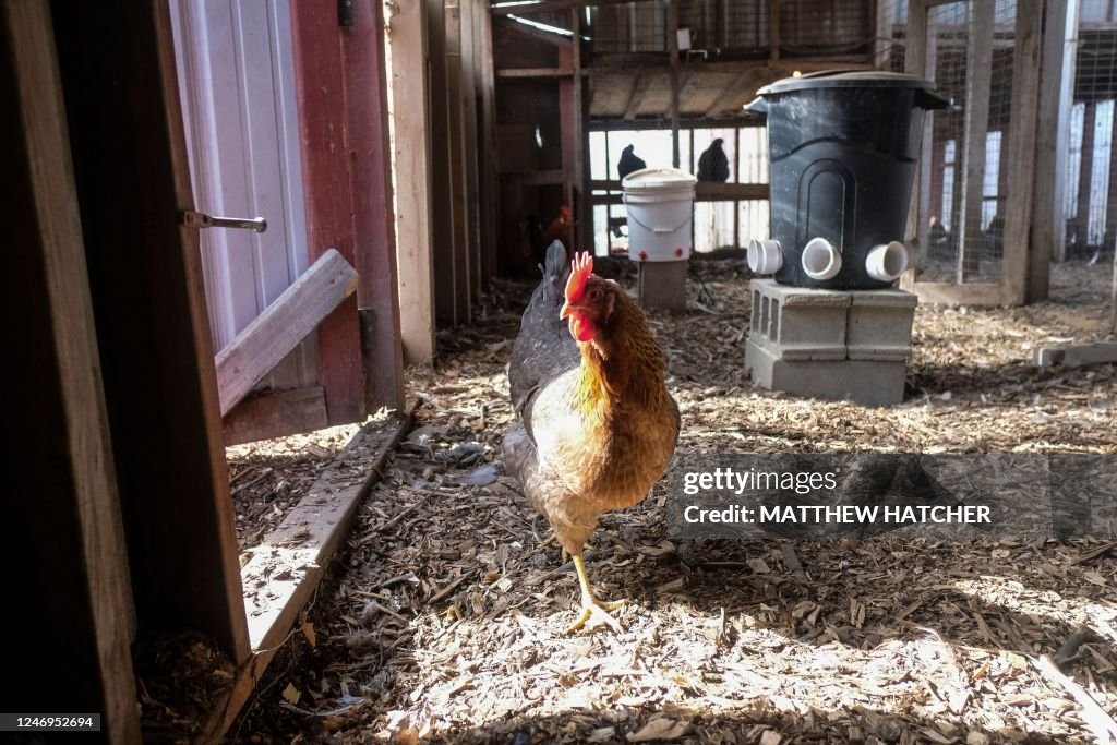 US-ECONOMY-FARM-FOOD-PRICES-EGGS
