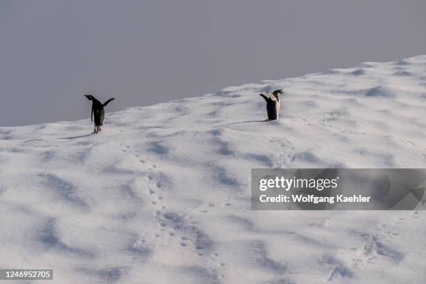 Two Adelie penguins on an iceberg floating in Cierva Cove, a cove along the west coast of Graham Land, Antarctic Peninsula, Antarctica.