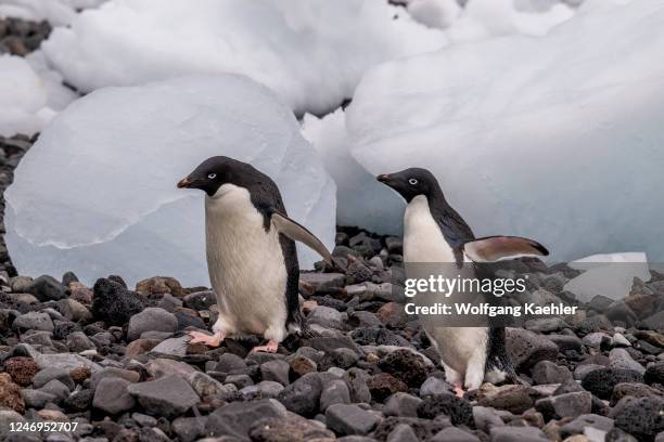 Adelie penguins walking amongst ice pebbles on the beach on Paulet Island in the Weddell Sea, near the tip of the Antarctic Peninsula, Antarctica.