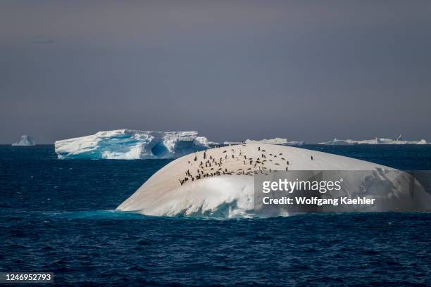 View of an iceberg with Adelie penguins on top near Paulet Island in the Weddell Sea, near the tip of the Antarctic Peninsula, Antarctica.