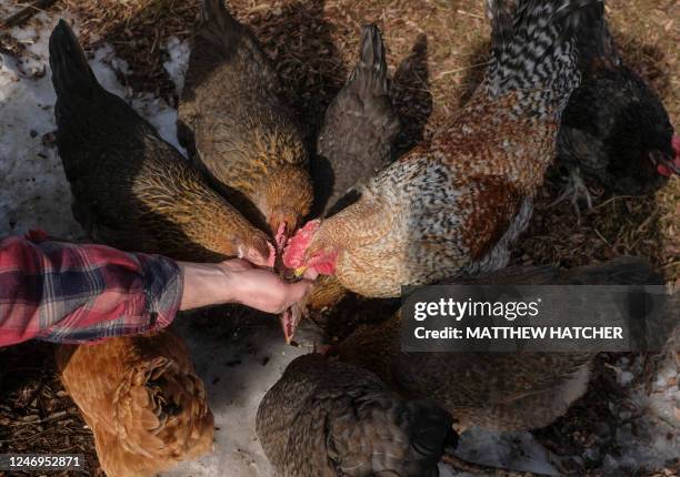 Casim Abbas, a mathematics professor at Michigan State University, feeds chickens at his small egg farm at his home in Williamston, Michigan, on...